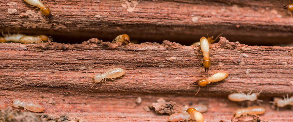 Termite damage, an invisible pest threat