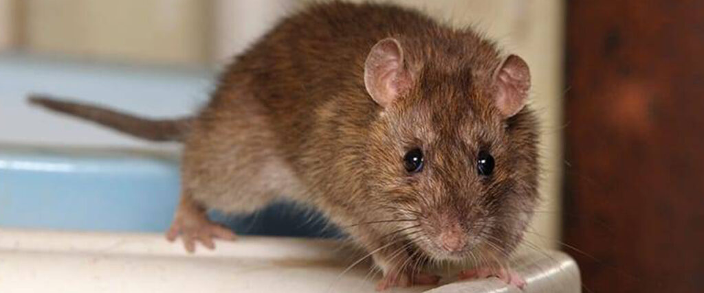 Rodent control treatment being applied at a residential home