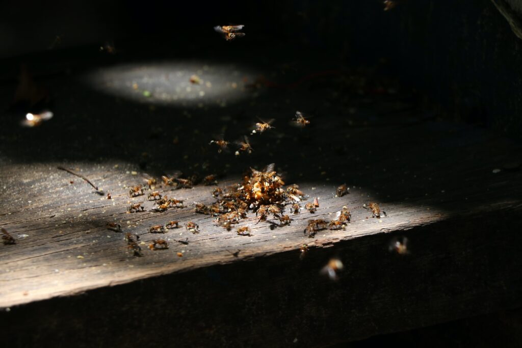Termite damage inspection in a Houston home