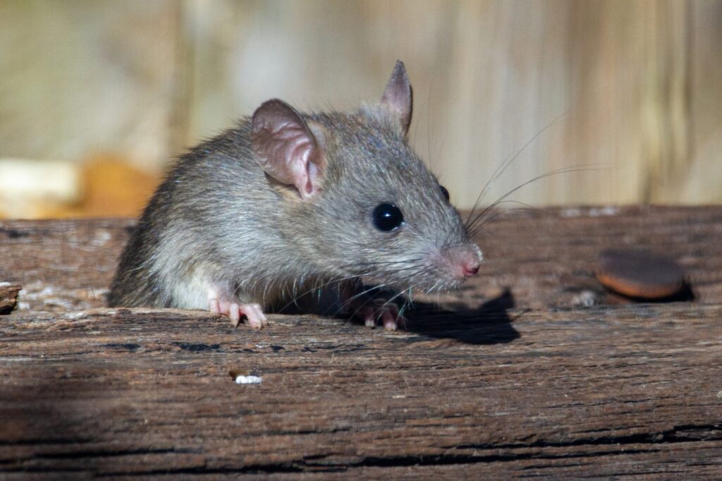 Detecting and tackling a mouse infestation at home