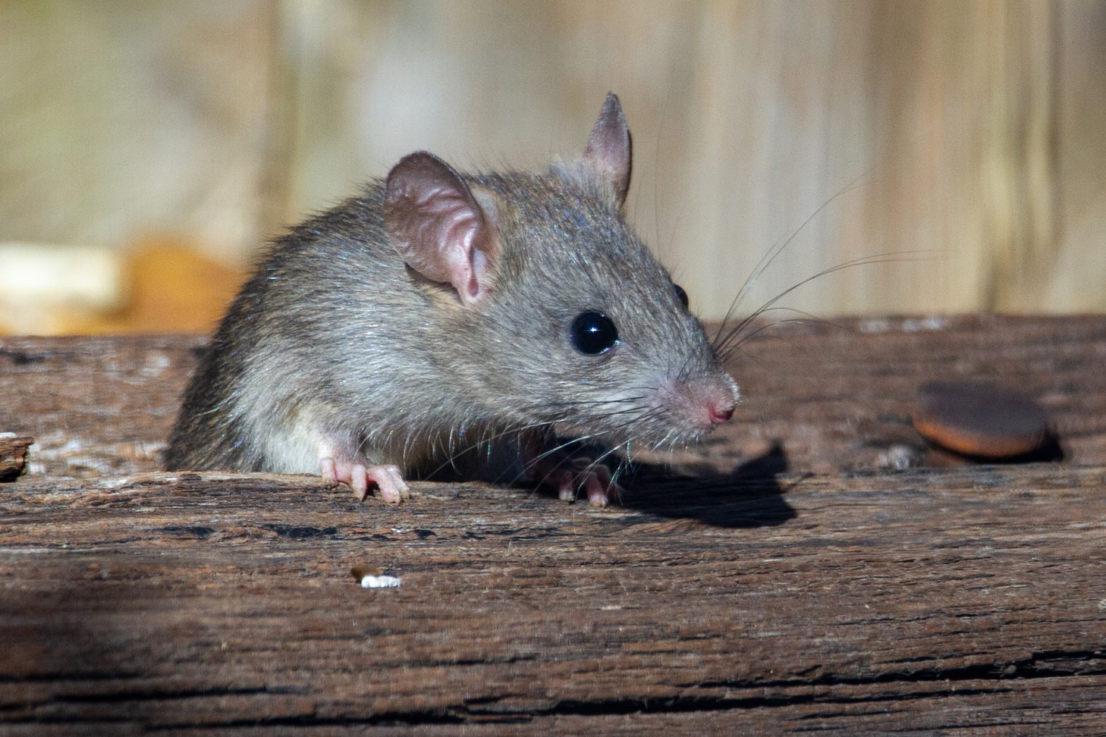 Detect and Tackle Mouse Infestations: Conquest Pest Services’ Comprehensive Guide for Houston Homeowners