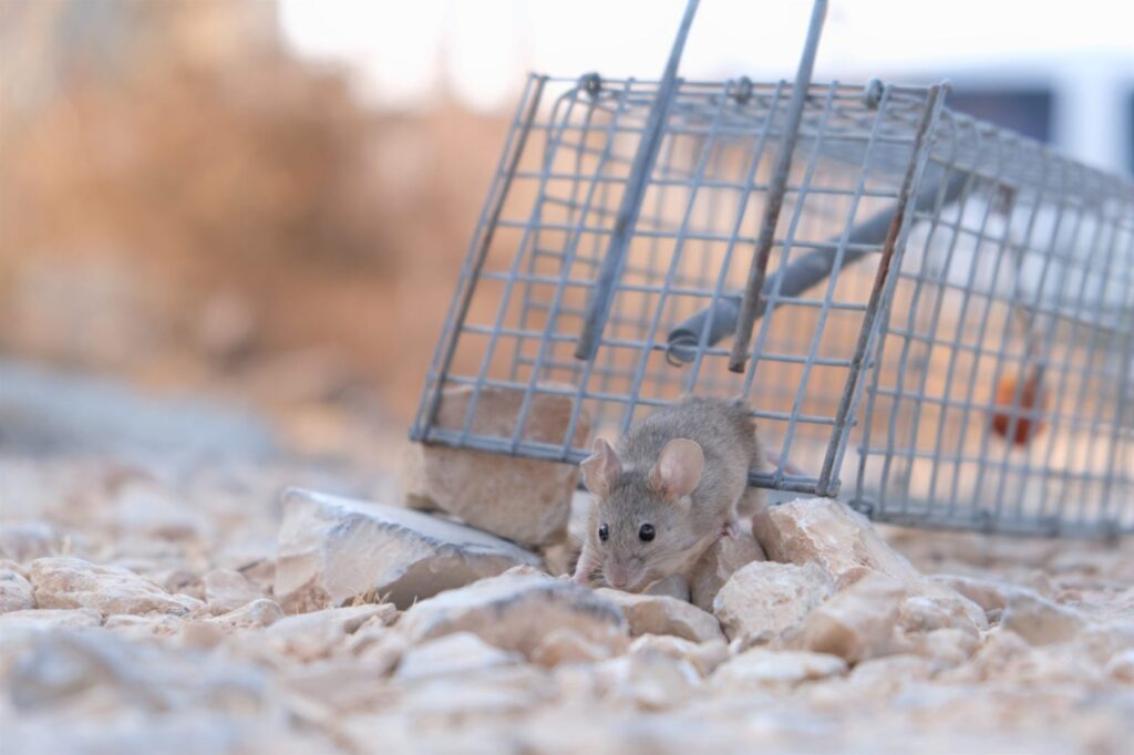 Rodent threats and solutions for a pest-free Houston home