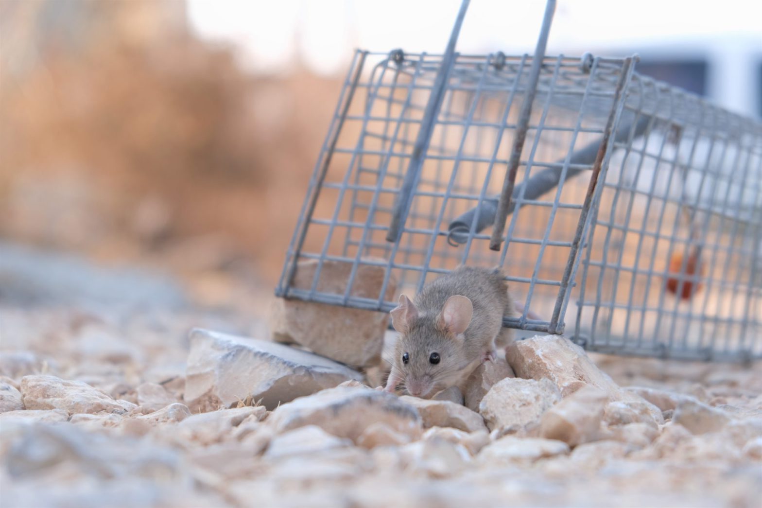 Rodent Threats in Houston: Understand the Risks and Solutions for a Pest-Free Home