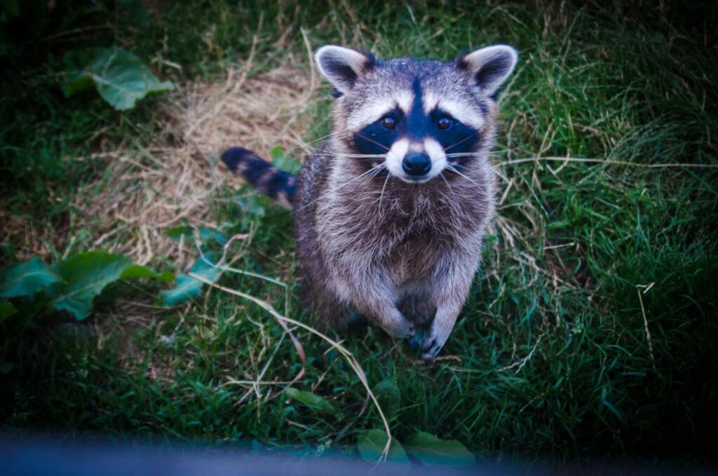 Raccoon prevention tips for protecting a Houston home