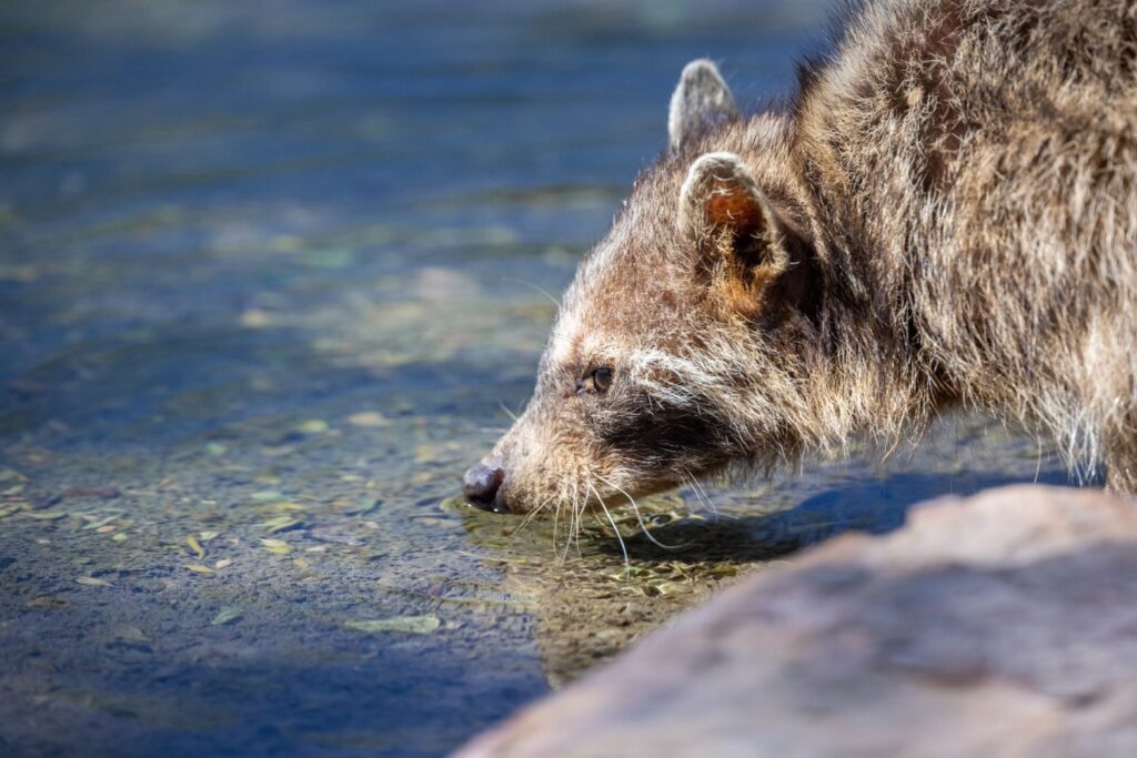 Raccoon invasion signs and damage at a Houston home