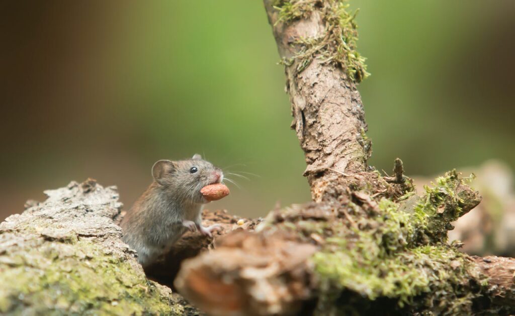 Identifying rat and mouse infestations in a Houston home