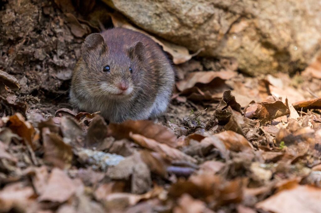 Tips to protect a Houston home from a mice invasion
