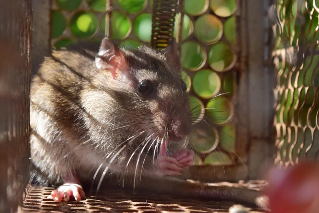 How to Choose the Best Rodent Control Service