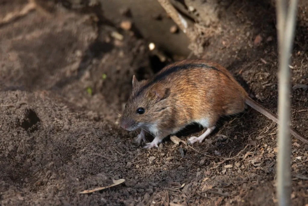Rodent Control in Pearland, TX