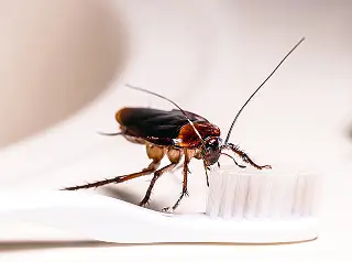 Cockroach crawling in a kitchen, a common Houston pest